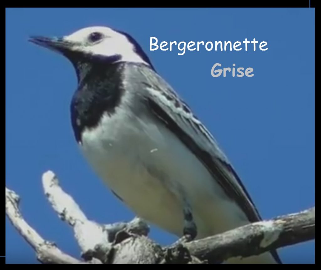 La Langue Des Oiseaux Patrick Burensteinas Pdf